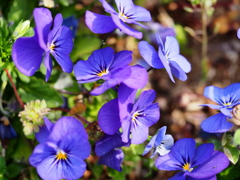 3月の里見公園3