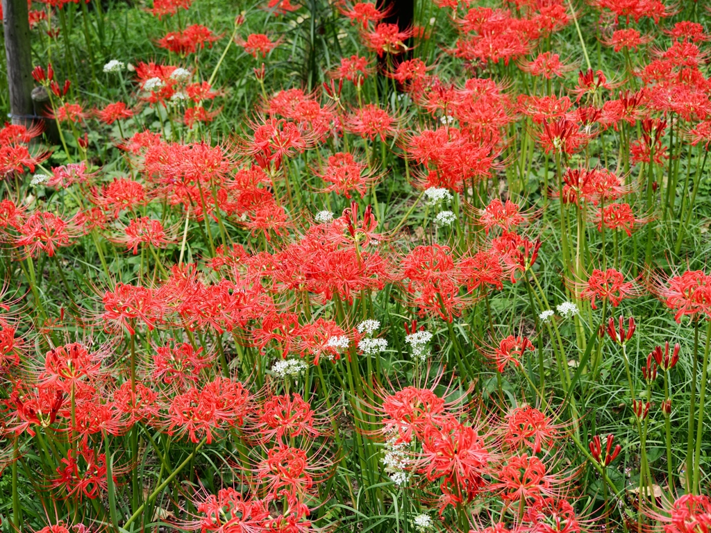 府中郷土の森公園1