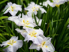 堀切菖蒲園の花菖蒲27