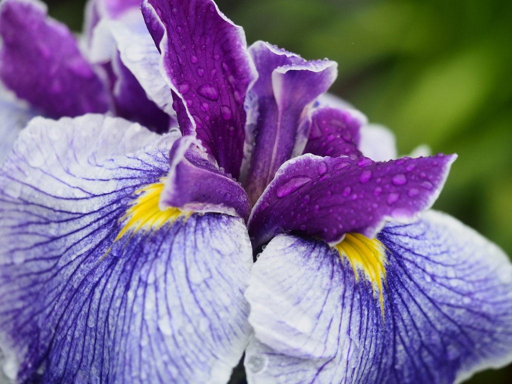小岩菖蒲園の花菖蒲6