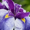 小岩菖蒲園の花菖蒲6
