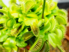 熱帯植物園24