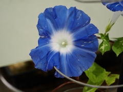 歴博の朝顔5