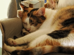 猫まるカフェ25