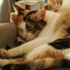 猫まるカフェ25