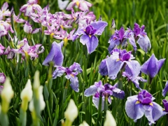 堀切菖蒲園の花菖蒲29