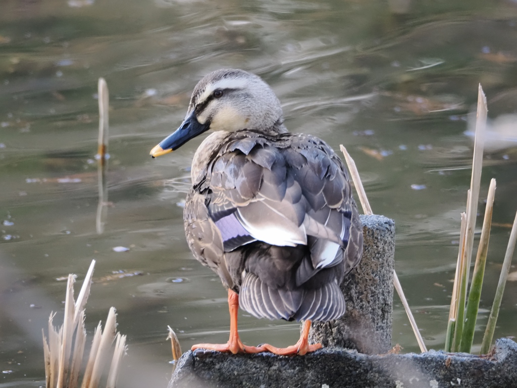 水元公園の鳥15