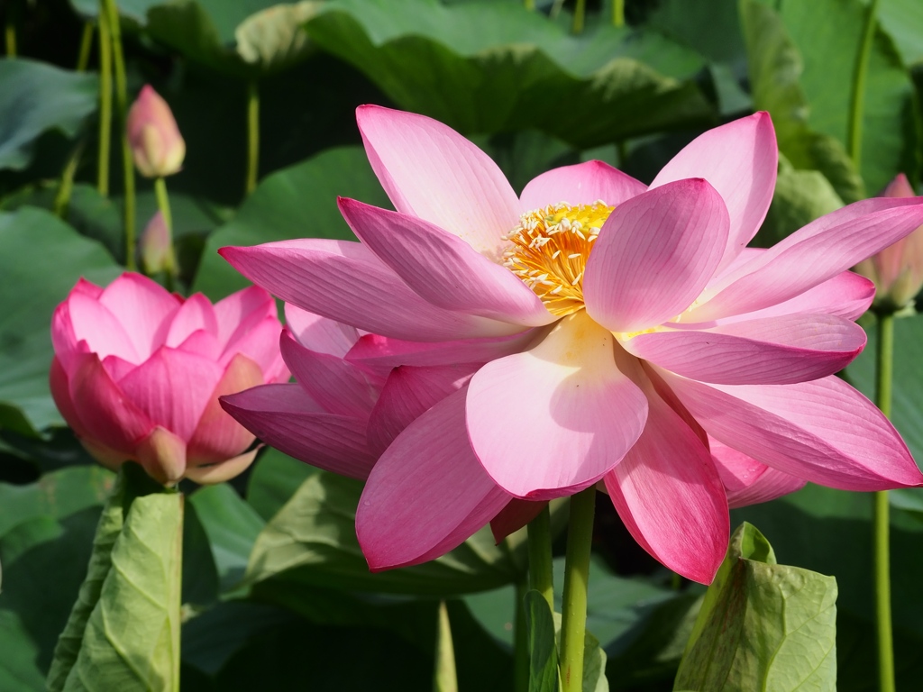 水元公園の蓮5