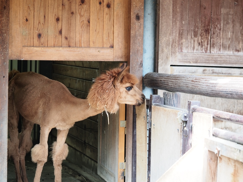 市川動植物園8