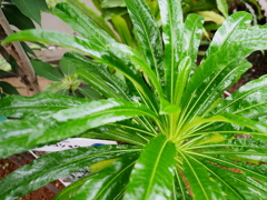 熱帯植物園23