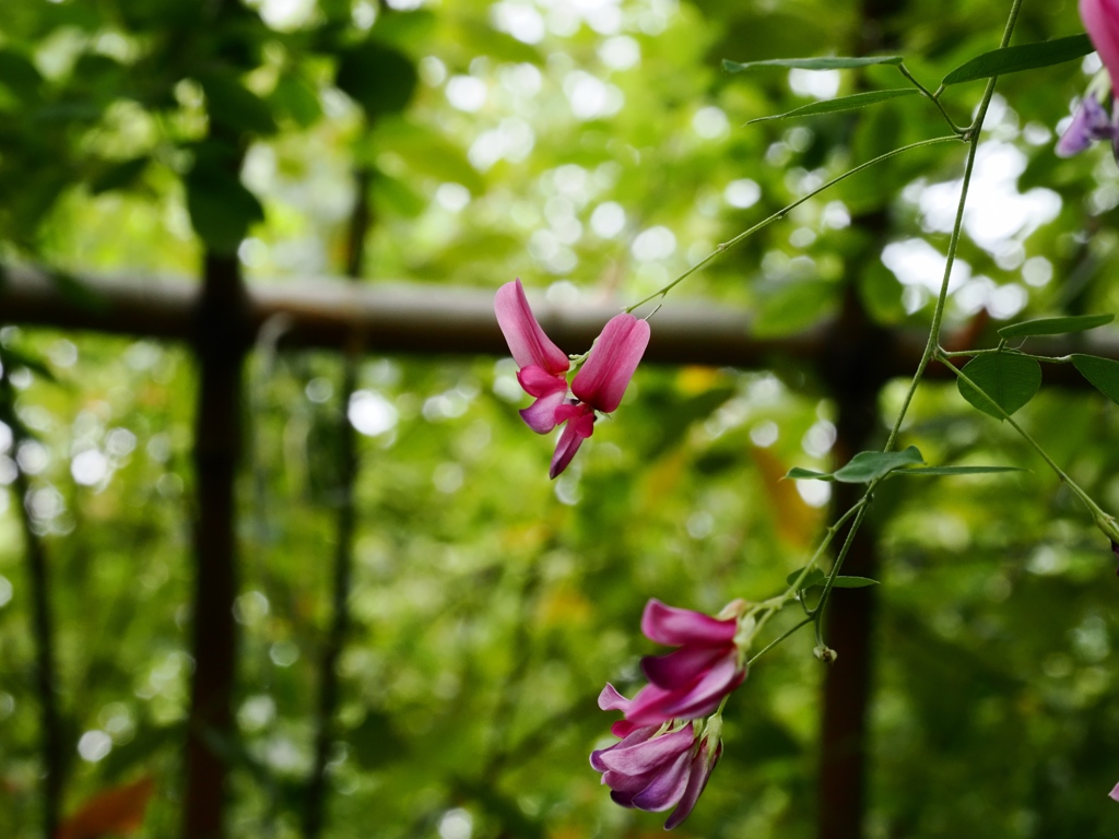 向島百花園26