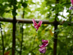 向島百花園26