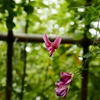 向島百花園26