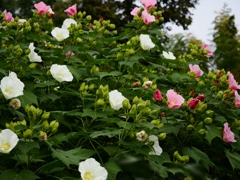 向島百花園30
