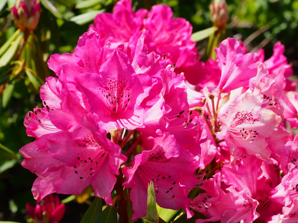 4月の堀切菖蒲園1