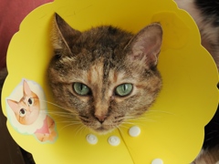 猫まるカフェ20