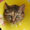 猫まるカフェ20