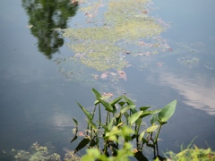 京成バラ園25