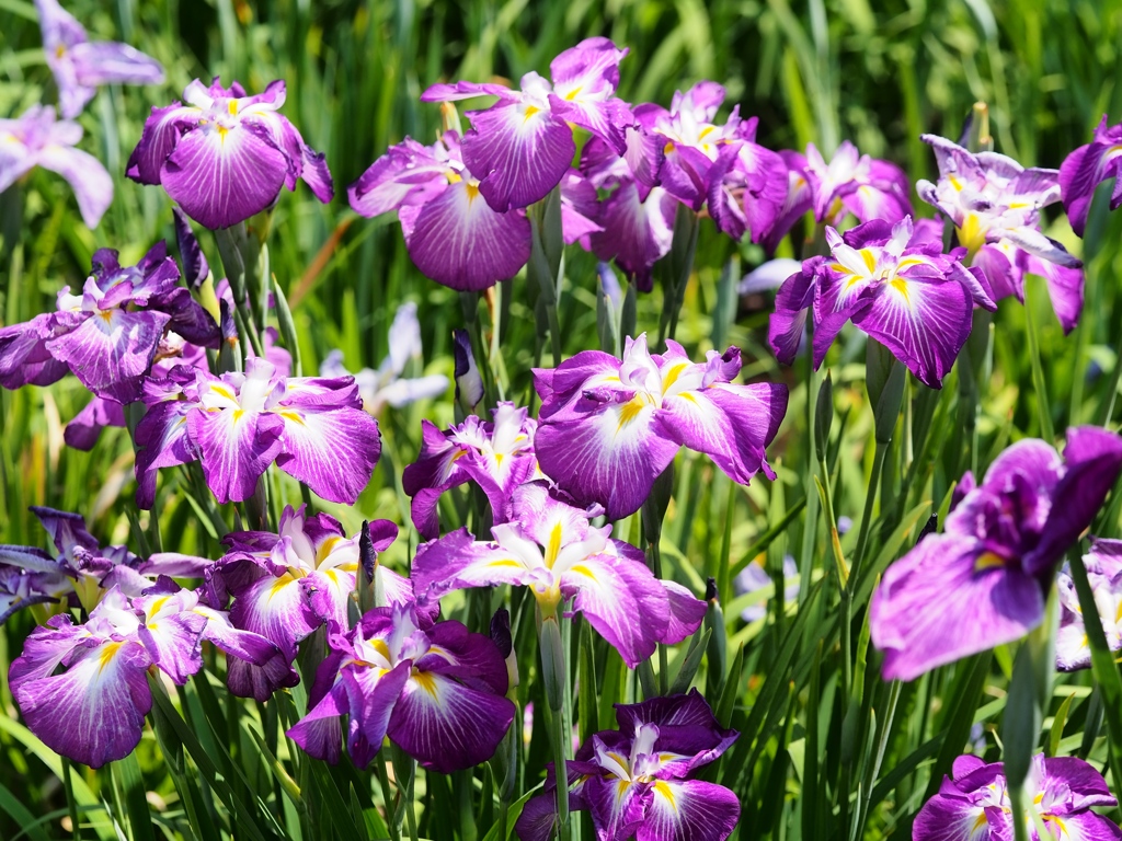 堀切菖蒲園の花菖蒲9