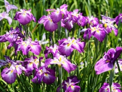 堀切菖蒲園の花菖蒲9