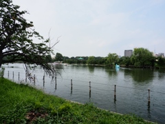 不忍池1