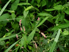向島百花園38