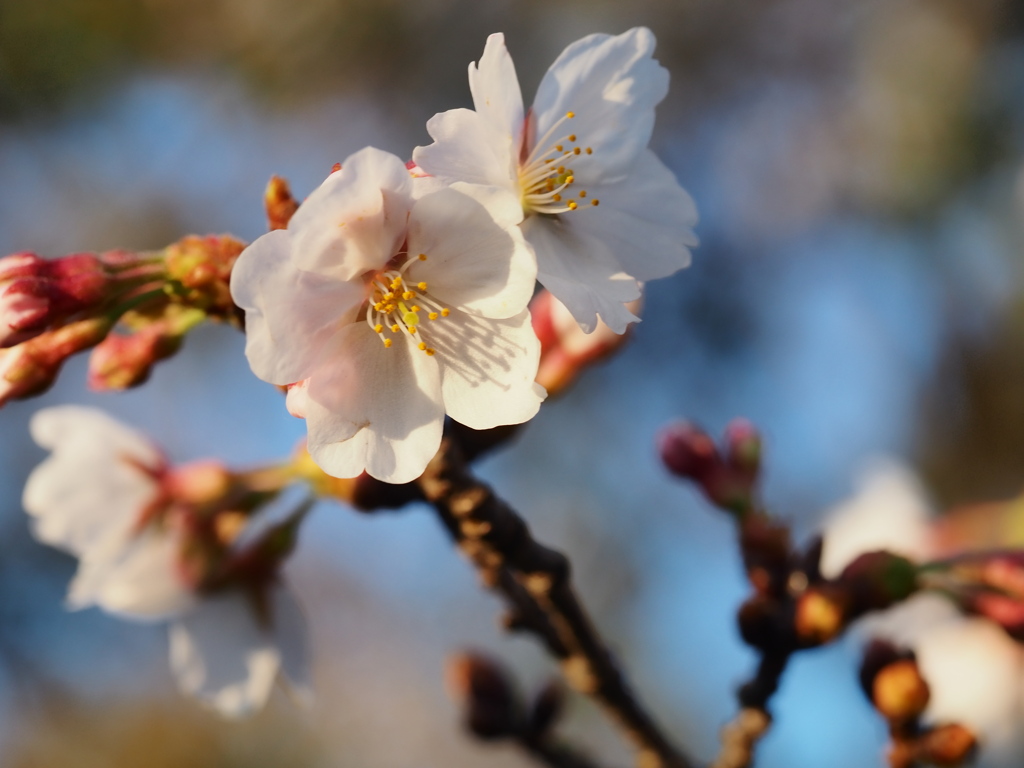 水元公園の桜1