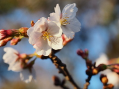 水元公園の桜1