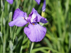堀切菖蒲園の花菖蒲23