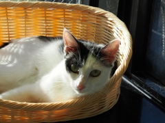 猫まるカフェ28