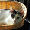 猫まるカフェ28