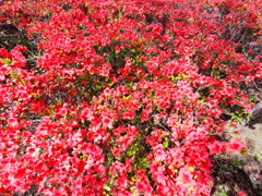 新川千本桜6