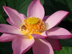水元公園の蓮3