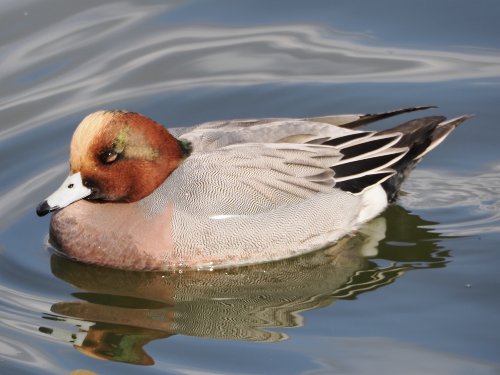 水元公園の鳥24