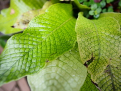 熱帯植物園6