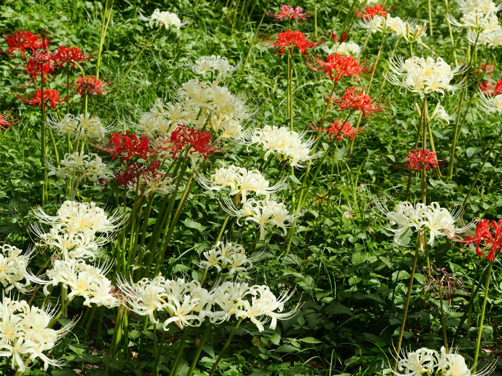 府中郷土の森公園13