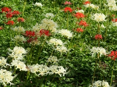 府中郷土の森公園13