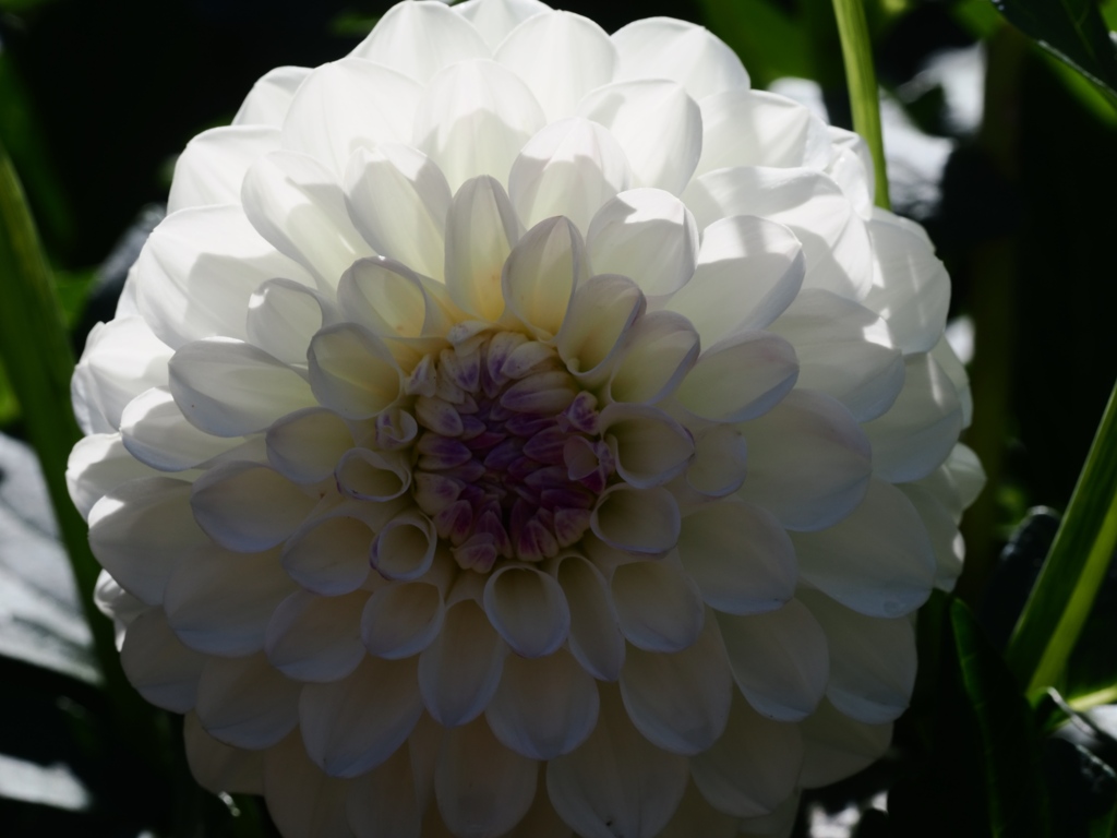 両神山麓花の郷ダリア園25