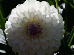 両神山麓花の郷ダリア園25