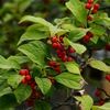 向島百花園9