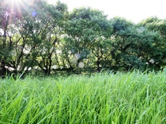 小貝川と常総の野14