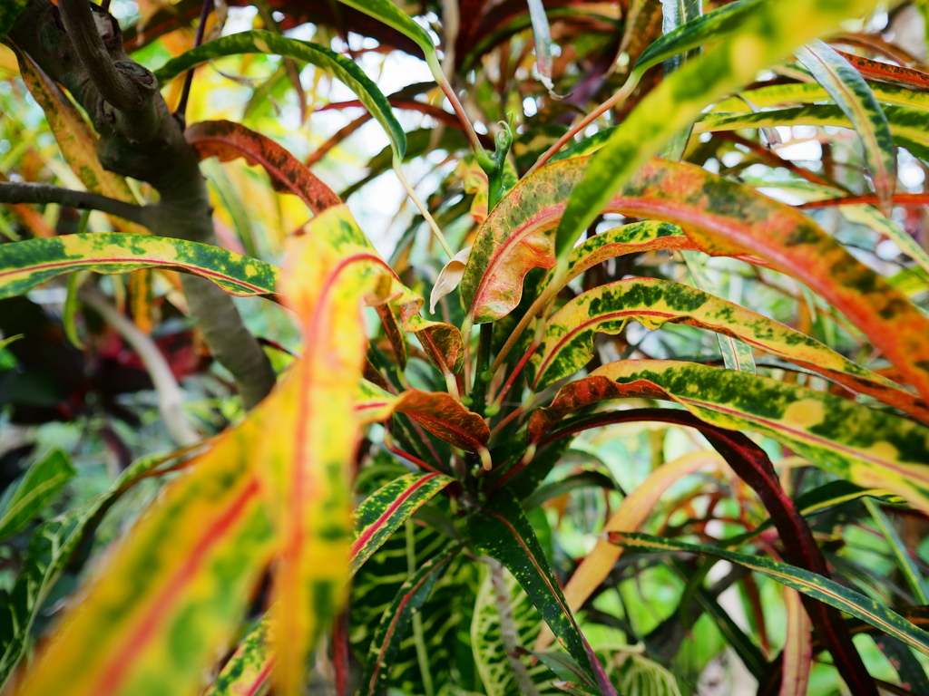 熱帯植物園19
