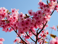 小貝川の桜16