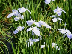 堀切菖蒲園の花菖蒲6