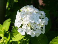 堀切菖蒲園の花菖蒲3