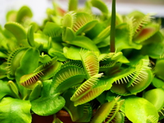 熱帯植物園35