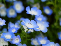 4月の水元公園5