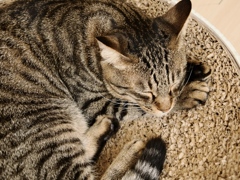 猫まるカフェ15