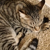 猫まるカフェ15