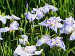 堀切菖蒲園の花菖蒲10